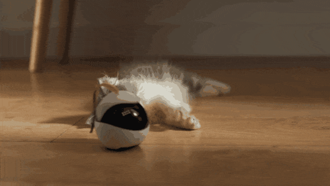 猫用ロボットと遊ぶ猫