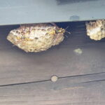アシナガバチの巣 退治